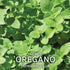 Oregano Greek Seeds